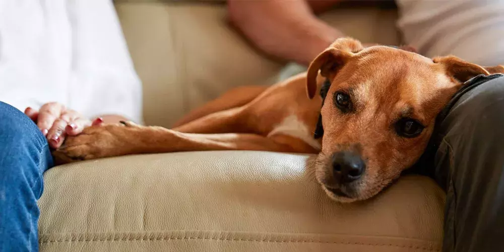 How to rehome a Battersea dog Battersea Dogs & Cats Home